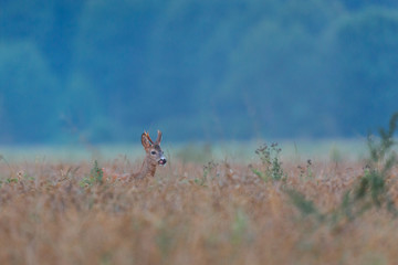 Roebuck - buck (Capreolus capreolus) Roe deer - goat