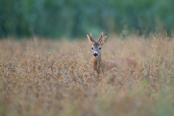 Roebuck - buck (Capreolus capreolus) Roe deer - goat