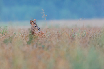 Roebuck - buck (Capreolus capreolus) Roe deer - goat