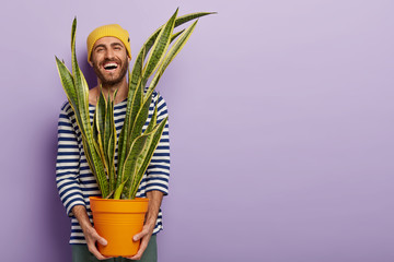 Joyous optimistic guy carries pot with indoor plant, laughs happily, wears striped sailor jumper,...