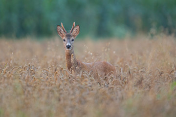Roebuck - buck (Capreolus capreolus) Roe deer - goat
