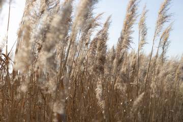 Dry reed on a cold sunny winter day in  germany