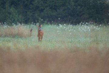Roebuck - buck (Capreolus capreolus) Roe deer - goat