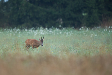 Roebuck - buck (Capreolus capreolus) Roe deer - goat