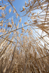 Fototapeta premium Dry reed on a cold sunny winter day in germany