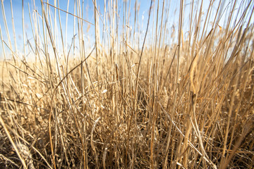 Fototapeta premium Dry reed on a cold sunny winter day in germany