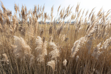 Fototapeta premium Dry reed on a cold sunny winter day in germany