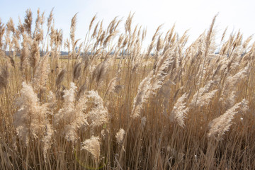 Dry reed on a cold sunny winter day in  germany
