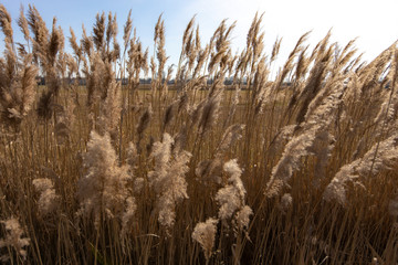 Dry reed on a cold sunny winter day in  germany