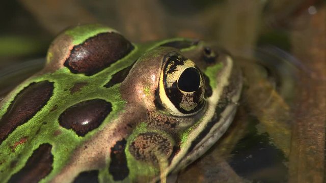 Leopard frog in water macro shot