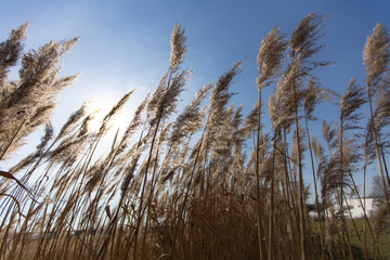 Obraz premium Dry reed on a cold sunny winter day in germany