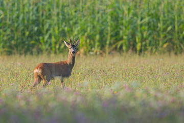 Roebuck - buck (Capreolus capreolus) Roe deer - goat