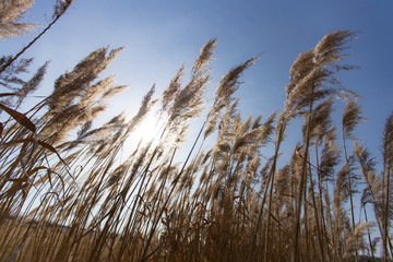 Obraz premium Dry reed on a cold sunny winter day in germany