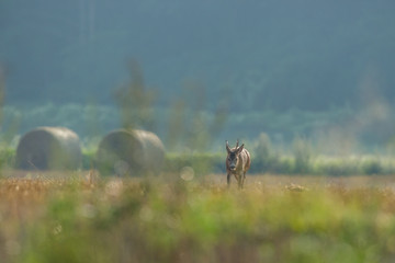 Roebuck - buck (Capreolus capreolus) Roe deer - goat