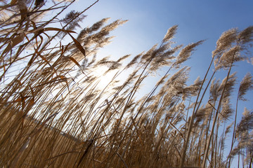 Fototapeta premium Dry reed on a cold sunny winter day in germany
