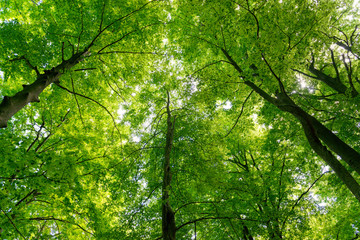 Obraz premium Natural Forest of Beech