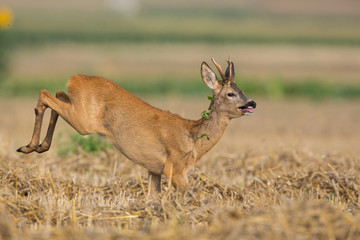 Roebuck - buck (Capreolus capreolus) Roe deer - goat