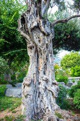 Fototapeta na wymiar old olive tree trunk in a park