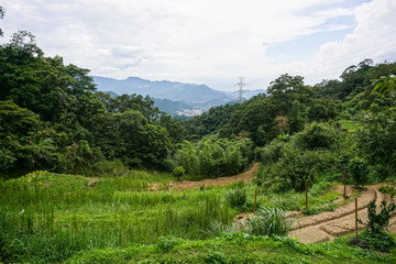 Fototapeta na wymiar Plantation, Forest, Taiwan 