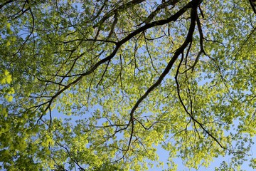 The tree with green spring leaves and the blue skies.