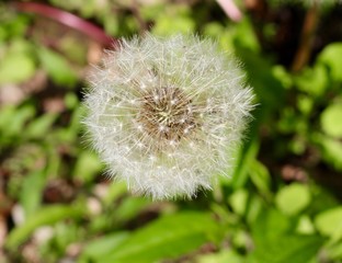 A close view on the white dandelion flower.