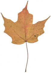 autumn leaf