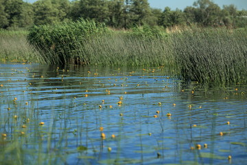 yellow water lily flowers on blue water among thickets of reeds, nuphar lutea
