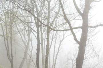 Springtime Trees Shrouded in Heavy Fog