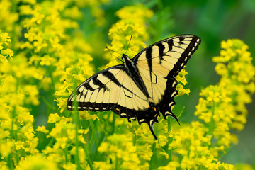 Swallowtail Butterfly From The Smoky Mountains