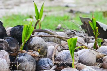Old coconut