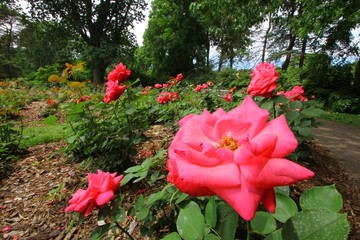 Park of Roses, Columbus, Ohio