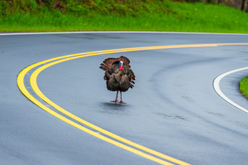 Turkey Standing in Road With Copy Space