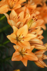 Beautiful floral background. Amazing views of the bright white lilies are blooming in the garden on a Sunny spring day, green grass and blue sky landscape.