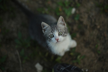Beautiful serial kitten with big ears