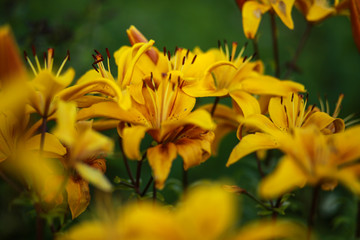Beautiful floral background. Amazing views of the bright white lilies are blooming in the garden on a Sunny spring day, green grass and blue sky landscape.