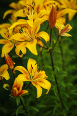 Obraz premium Beautiful floral background. Amazing views of the bright white lilies are blooming in the garden on a Sunny spring day, green grass and blue sky landscape.
