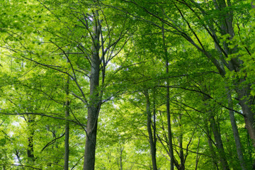 Natural Forest of Beech