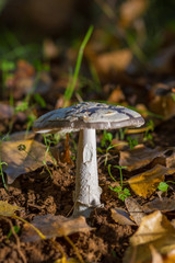 Fototapeta premium mushroom in the forest on bed of leaves