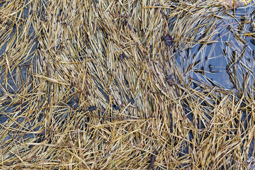 Fallen dead pine needles on the ground. Cloudy weather, autumn.