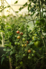 Cultural plants in the greenhouse / organic homemade vegetables