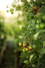 Cultural plants in the greenhouse / organic homemade vegetables