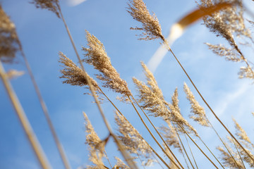 High dry reed in sunny winter days in germany
