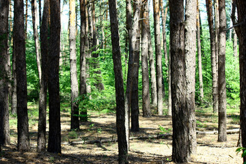 Sun rays in a beautiful green forest. Forest background can be used as wallpaper.