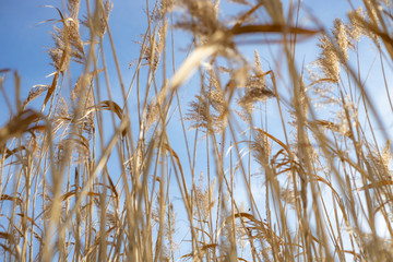 High dry reed in sunny winter days in germany