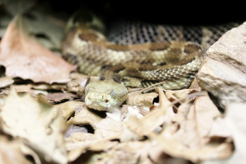 zoo animal