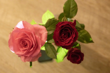 Fototapeta premium Close ups of pink purple roses 