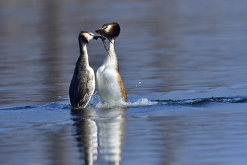 Haubentaucher beim Pinguintanz, Balzriual