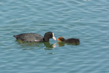 Fulica atra, Coot