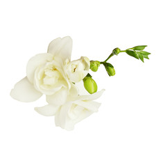 White freesia flower and buds