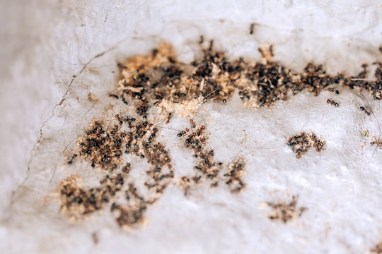 The extermination of the colony of black ants. Dead ants in the home garden. Small vrelitele with the garden. Disinfection of ants in the house. Anti-insect treatment